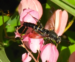 Mydas annularis