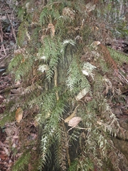 Abrodictyum caudatum