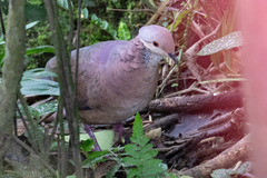 Lined Quail-Dove photo 3