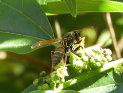Polistes pacificus