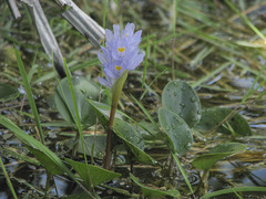 Pontederia subovata