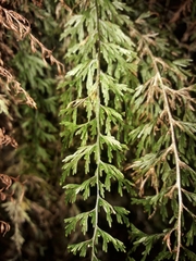 Abrodictyum caudatum