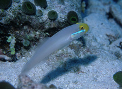 Valenciennea strigata