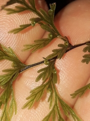 Abrodictyum caudatum