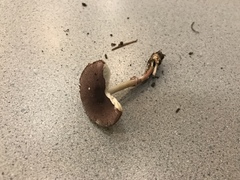 Leucoagaricus roseilividus