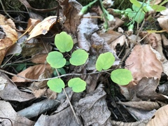 Thalictrum thalictroides
