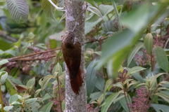 Lepidocolaptes lacrymiger