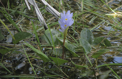 Pontederia subovata