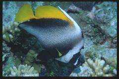 Heniochus singularius