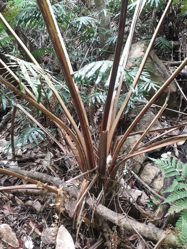Dicksonia perriei (Dicksonia perriei)