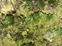 Crepidomanes minutum