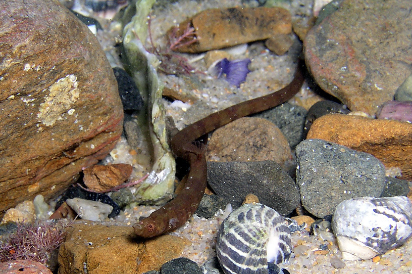 Javelin pipefish (Lissocampus runa) — Syngnathidae