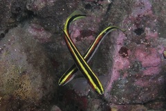 Trachinops taeniatus