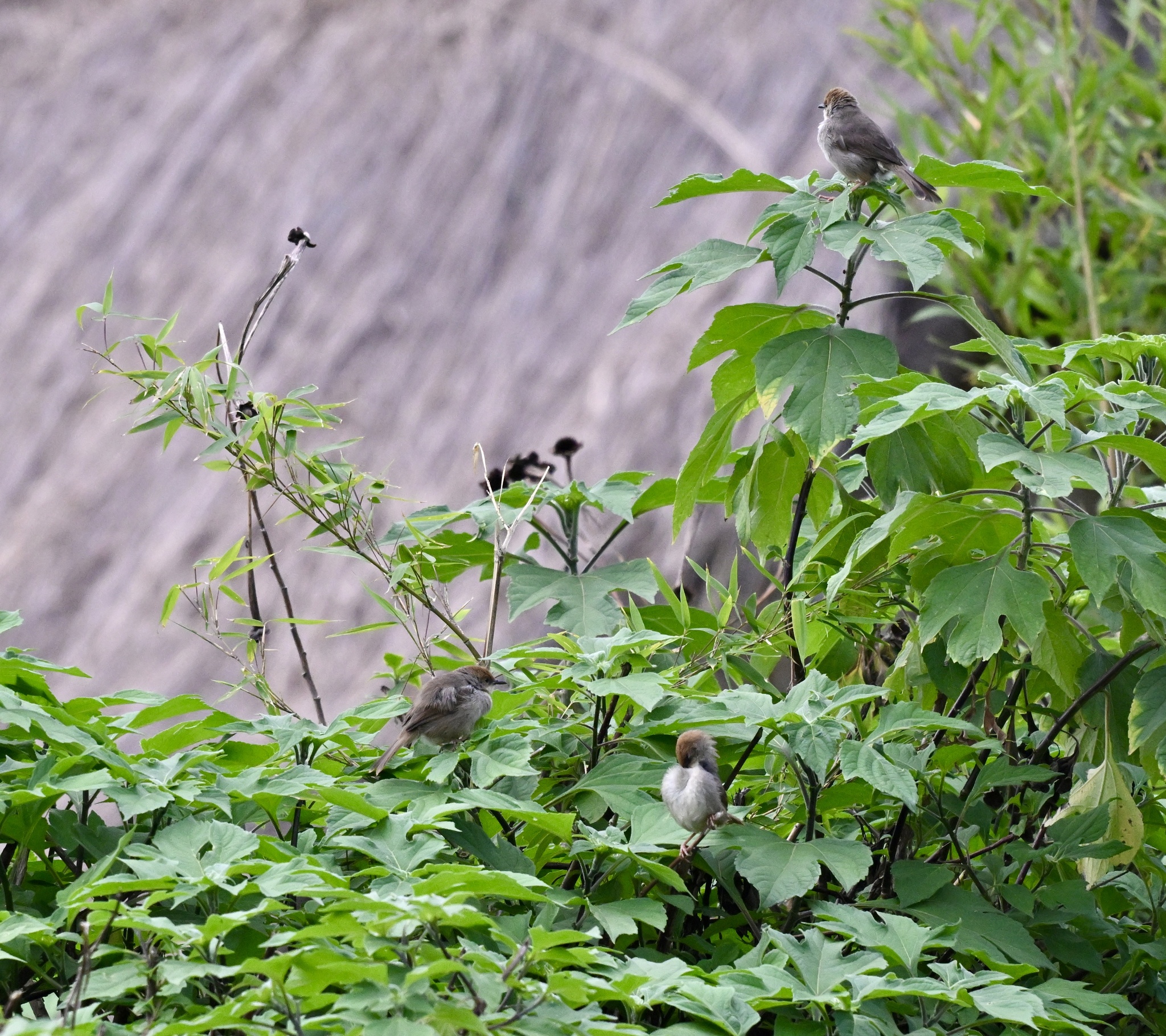 Chubb's Cisticola (Cisticola chubbi), photo 3
