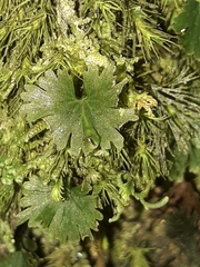 Crepidomanes minutum