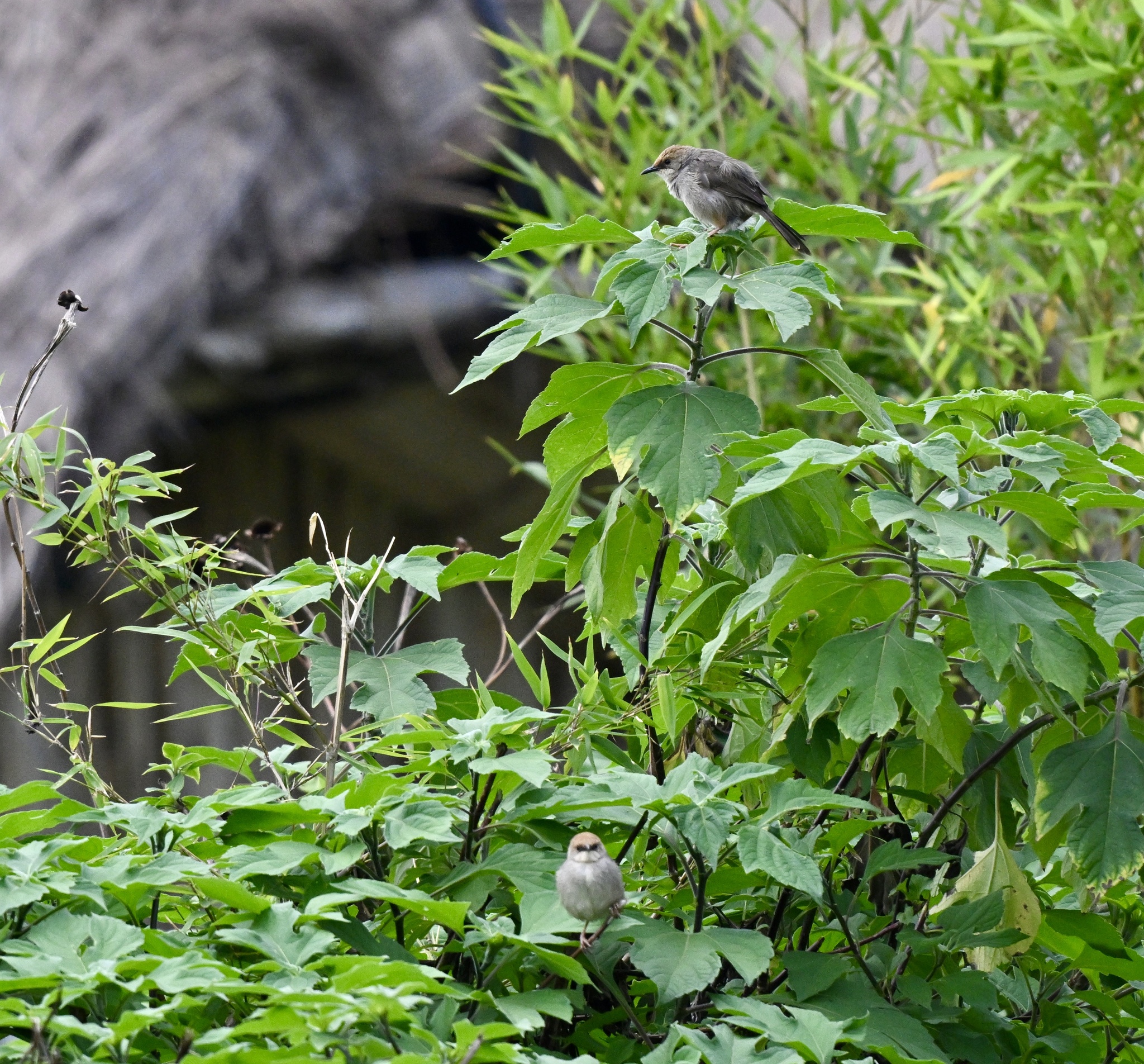 Chubb's Cisticola (Cisticola chubbi), photo 4