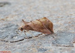 Pseudeva purpurigera