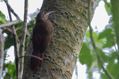 Xiphocolaptes promeropirhynchus