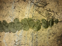 Trichomanes tahitense