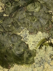 Trichomanes tahitense