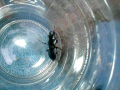 Pasimachus depressus