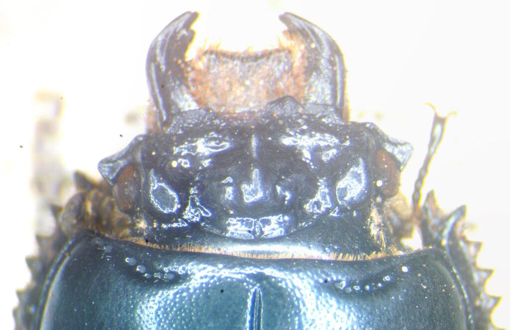 Pseudacanthus nigidioides