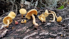 Gymnopilus lepidotus
