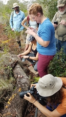 Gymnopilus lepidotus