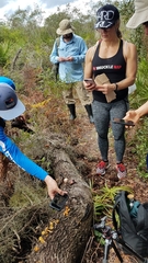 Gymnopilus lepidotus