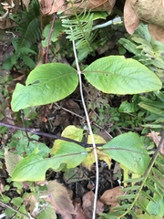 Lonicera dioica
