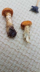 Gymnopilus lepidotus