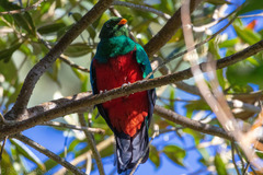 Pharomachrus fulgidus