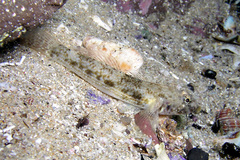 Bathygobius cocosensis