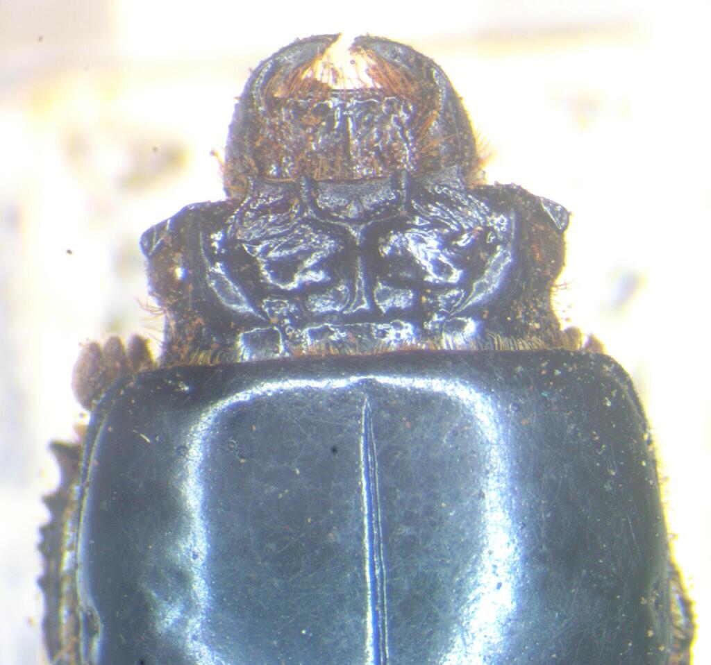 Vindex sculptilis