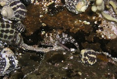 Chironemus marmoratus