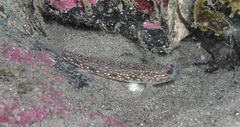Istigobius hoesei