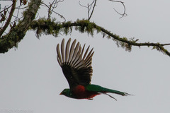 Pharomachrus fulgidus