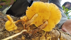 Gymnopilus lepidotus