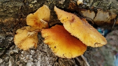 Gymnopilus lepidotus