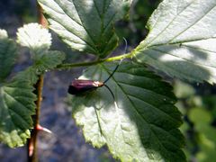 Adela caeruleella