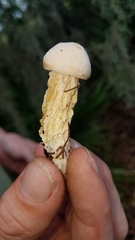 Austroboletus subflavidus