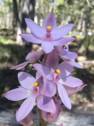 Blue Lady Orchid