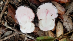 Amanita mutabilis