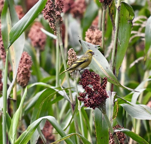 Yellow-crowned Canary (Serinus flavivertex)