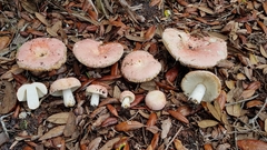 Russula hixsonii