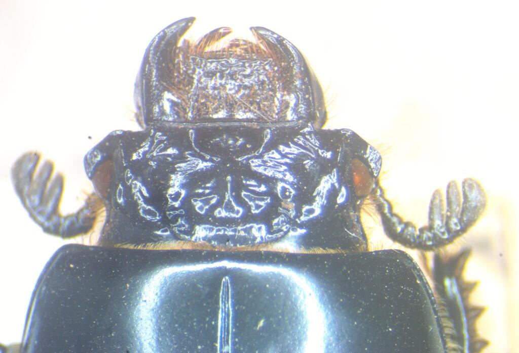 Xylopassaloides
