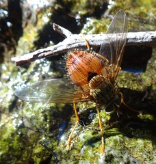 Macromya crocata