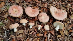 Russula hixsonii