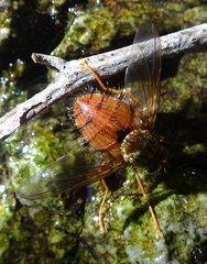 Macromya crocata