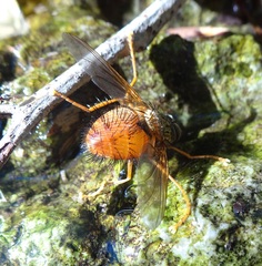 Macromya crocata